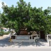 090_ficus fa!!!
